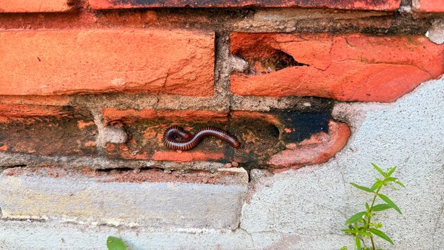 Adult millipede