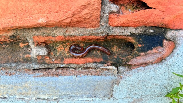Adult millipede