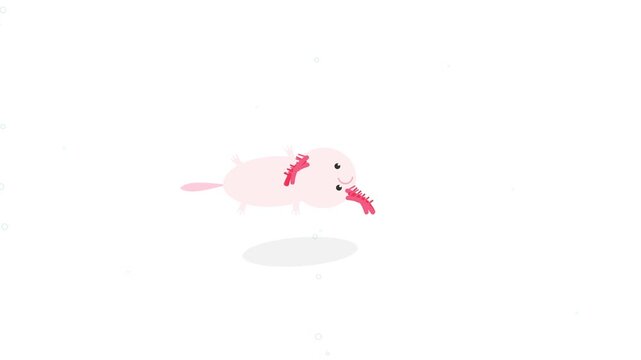 Cute pink axolotl swimming in clean water, vector illustration of a happy cartoon aquatic animal for kids and children design concepts