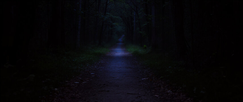 A path in a dark forest at night