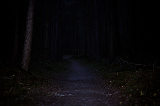 A path in a dark forest at night