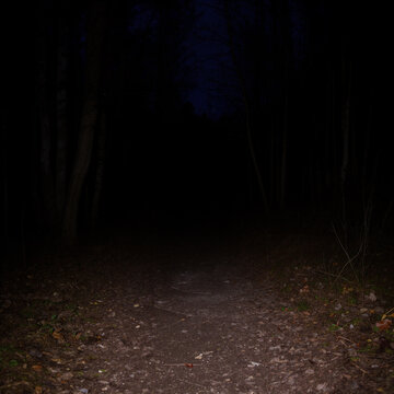 A path in a dark forest at night