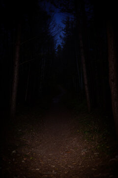 A path in a dark forest at night