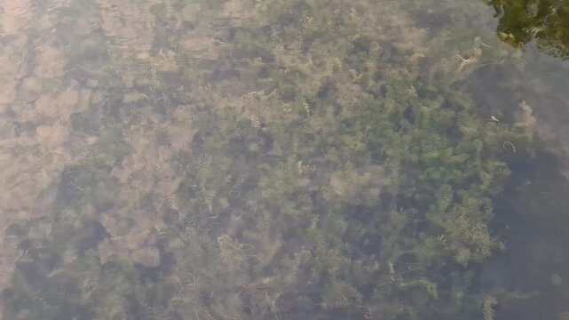 High angle view of dense green elodea water plants growing under the clear pond surface, natural freshwater ecosystem and aquatic flora concept.