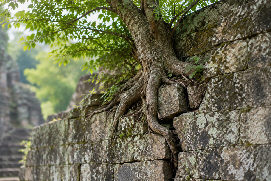 A single tree growing from a crack in an ancient, weathered stone wall.