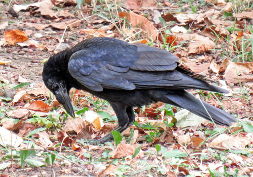 Black crow standing on ground. In Romania