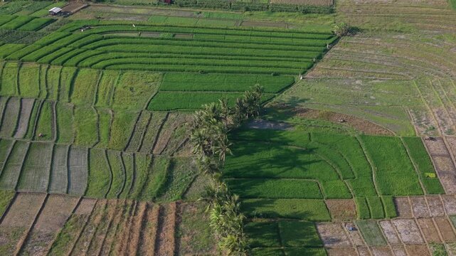 Aerial drone view of green rice fields, agricultural farm plots, and palm trees in a rural landscape