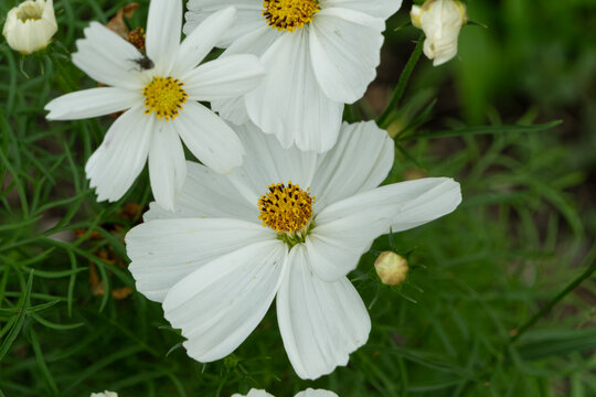Close up of white cosmos flowers blooming beautifully in autumn light for nature background and web banner design template