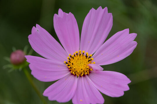 Close up of vibrant pink cosmos flower blooming in autumn light for nature background and web banner design template
