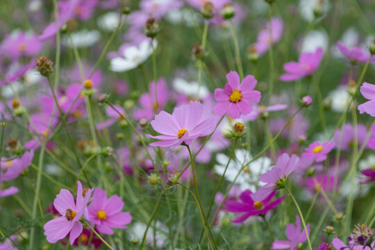 Close up of vibrant pink cosmos flower field blooming in autumn light for nature background and web banner design template