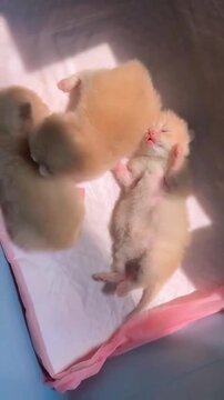 Tiny ginger kittens sleeping peacefully together inside a warm box captured in this gentle motion video clip for social media