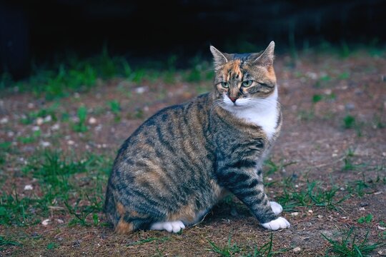Tabby Cat sitting outdoors and looking away. Horizontal image with selective focus.	