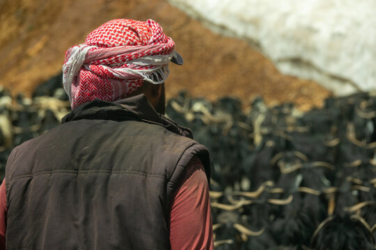 A shepherd wearing a traditional keffiyeh watches over his flock of black goats, North Governorate, Daher el Kadib, Lebanon
