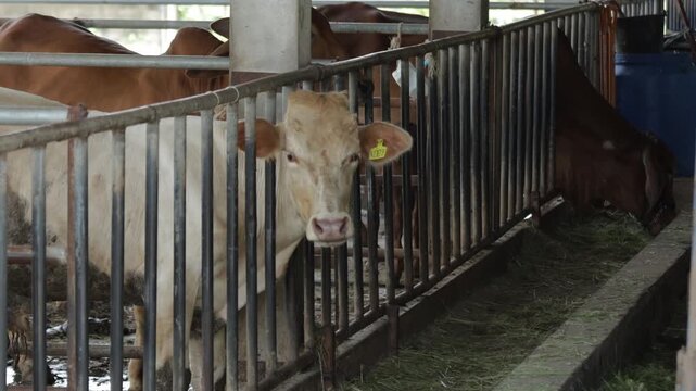 A curious white cow with an ear tag looks through a metal fence inside a cattle barn, while other cows feed on hay nearby, capturing everyday life on a livestock farm.