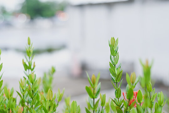 Fresh green plant shoots growing in outdoor garden.