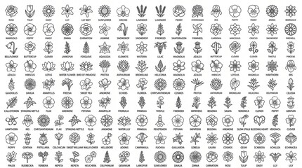 Fototapeta premium Extensive collection of various flower species arranged in a grid with labels, featuring diverse floral shapes in black line style