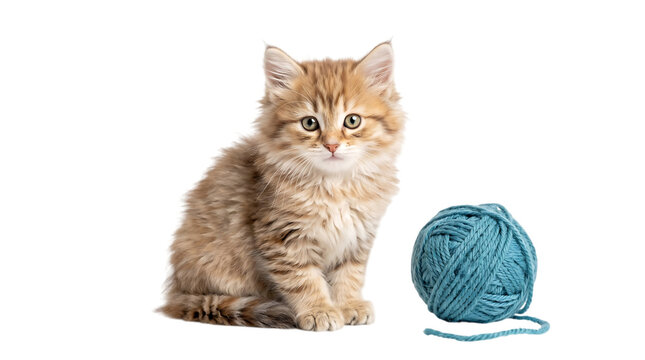 Fluffy kitten sitting near yarn ball isolated on transparent background for pet supply store catalogs, veterinary health care promotional posters, animal adoption campaign banners, and domestic cat gr