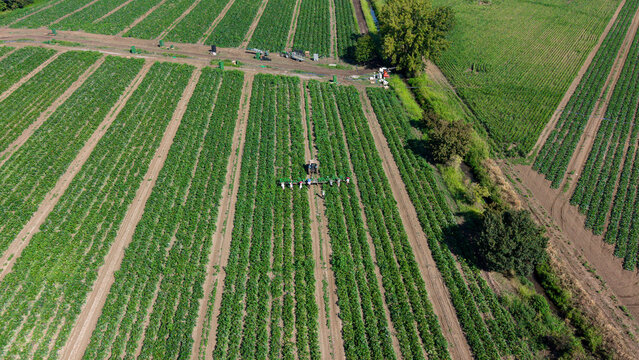 Aerial view of workers harvesting zucchini in a field with rows of crops and a tractor in Milan, Lombardy, Italy.