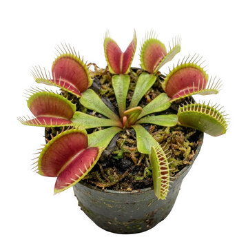 A small venus flytrap plant with red and green carnivorous traps in a plastic pot isolated on a solid black background, for botany isolated on a transparent background