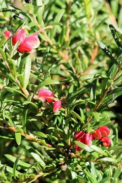 Close-up of Grevillea 'Pink Pearl' flowers and foliage