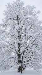 Fototapeta premium Majestic winter tree covered with heavy fresh snow in a peaceful frozen landscape