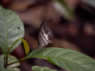 Butterfly in the rainforest © Charlie