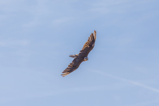 Aigle royal en plein vol, ailes largement d&eacute;ploy&eacute;es dans un ciel bleu d&eacute;gag&eacute;. La lumi&egrave;re met en valeur les d&eacute;tails de son plumage brun sombre et les reflets dor&eacute;s de sa nuque.