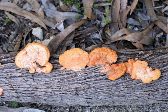 Scarlet Bracket Fungus.(Pycnoporus coccineus) growing on dead hop tree trunk, South Australia