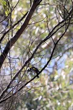 New Holland Honeyeater (Phylidonyris novaehollandiae) in gum tree, tongue extended, South Australia