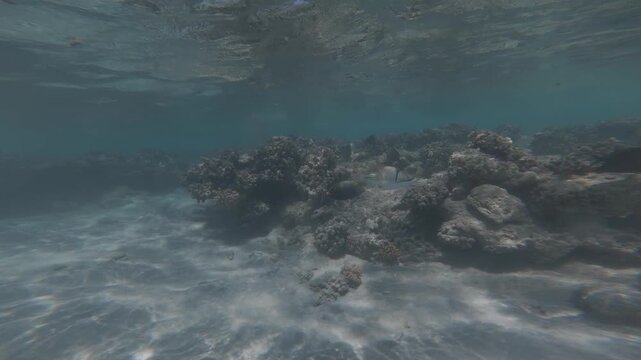 Scuba diving and snorkeling in the Red Sea near Marsa Alam, colorful tropical fish swimming underwater, crystal-clear water, underwater video footage, tropical holiday, relaxation and marine life