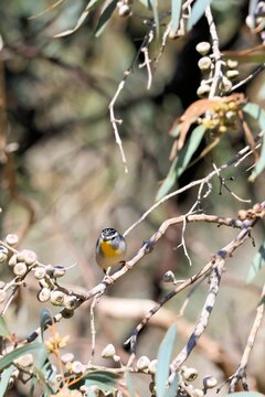 Wild Spotted Pardalote (Pardalotus punctatus) in gum tree, South Australia