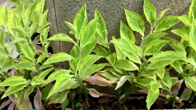 Close-up of Pedilanthus tithymaloides plant with variegated green and yellow leaves