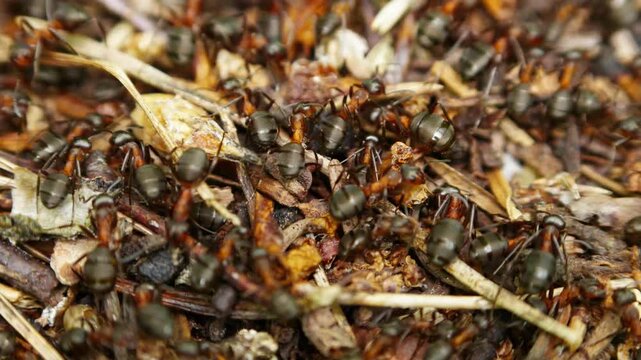 Close-up of many red ants moving over dry leaves and twigs. Ants crawl actively in dense group, exploring natural debris. Ideal for nature, ecology, or pest control themes. No people visible