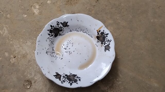 A high-angle shot showing a colony of small black ants crawling and feeding on food remnants in a white ceramic plate with floral patterns. This clip is ideal for concepts relating to pest control, hy