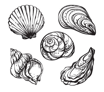 Seashells line art vector set. Black and white contour drawings of sea shells collection isolated on white background.