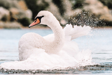 swan on the lake © LBPhotography