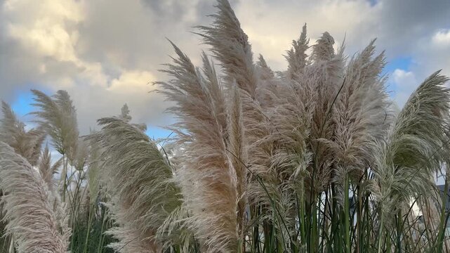 A dense field of pampas grass creates a mass of natural colors and shades, swaying together in the warm evening wind