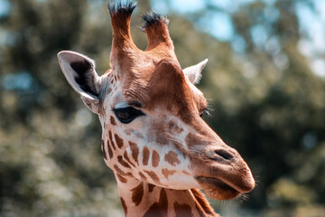portrait of a giraffe © LBPhotography