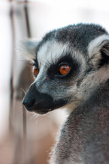 Fototapeta premium ring tailed lemur