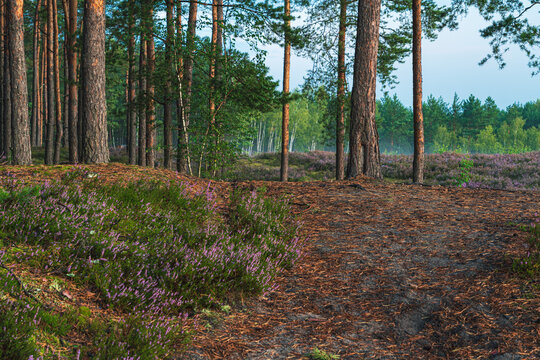 Dirt forest road covered with pine needles next to heather field