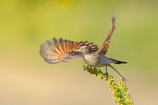bird in flight