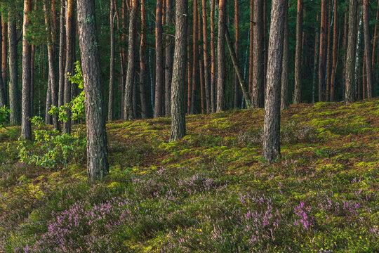 Pine tree trunks on mossy hill covered with blooming heather