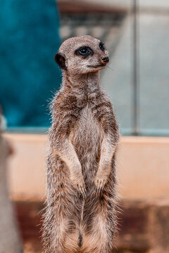 meerkat on guard duty