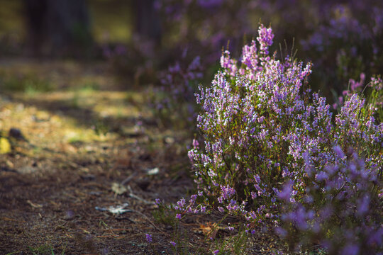 Close up of blooming purple heather flowers in forest