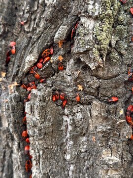 Group of red firebugs crawling on tree bark texture. Colony of Pyrrhocoris apterus insects on rough bark surface close up. Nature entomology and wildlife macro photography background concept.