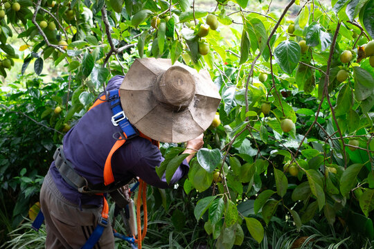 local farmer harvesting persimmons directly from fruitful branches in an organic fruit garden in Da Lat, Lam Dong, Vietnam