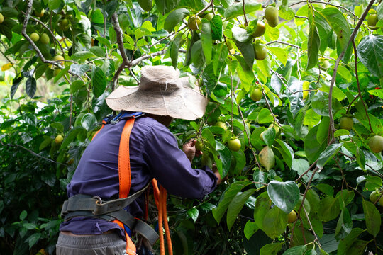 local farmer harvesting persimmons directly from fruitful branches in an organic fruit garden in Da Lat, Lam Dong, Vietnam