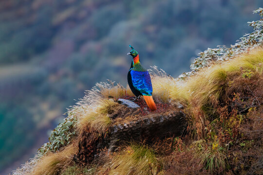 Himalayan Monal | Lophophorus impejanus