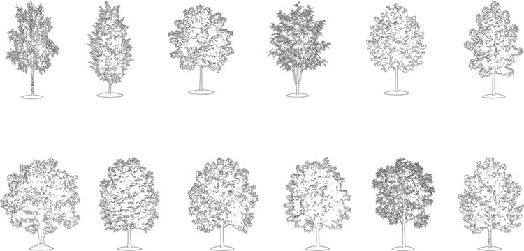 Hand Drawn Tree Elevation Collection, Detailed Vector Trees for Landscape Architecture