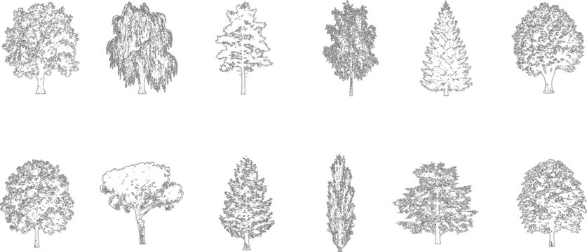 Hand Drawn Tree Elevation Collection, Vector Trees for Landscape Architecture